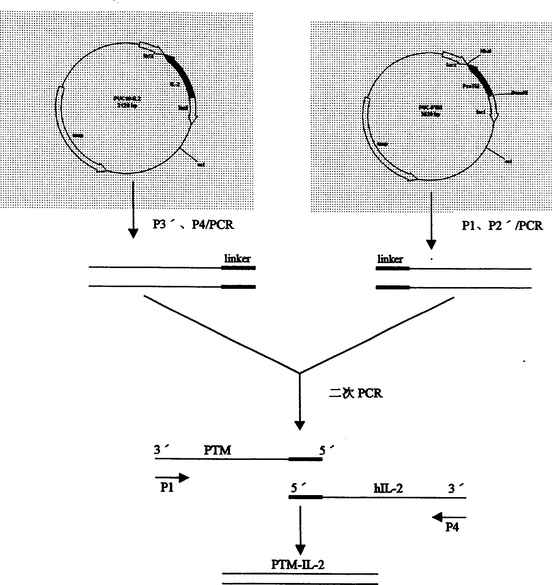 Recombinant human alpha-prothymosin interleukin 2 gene and its expression and use