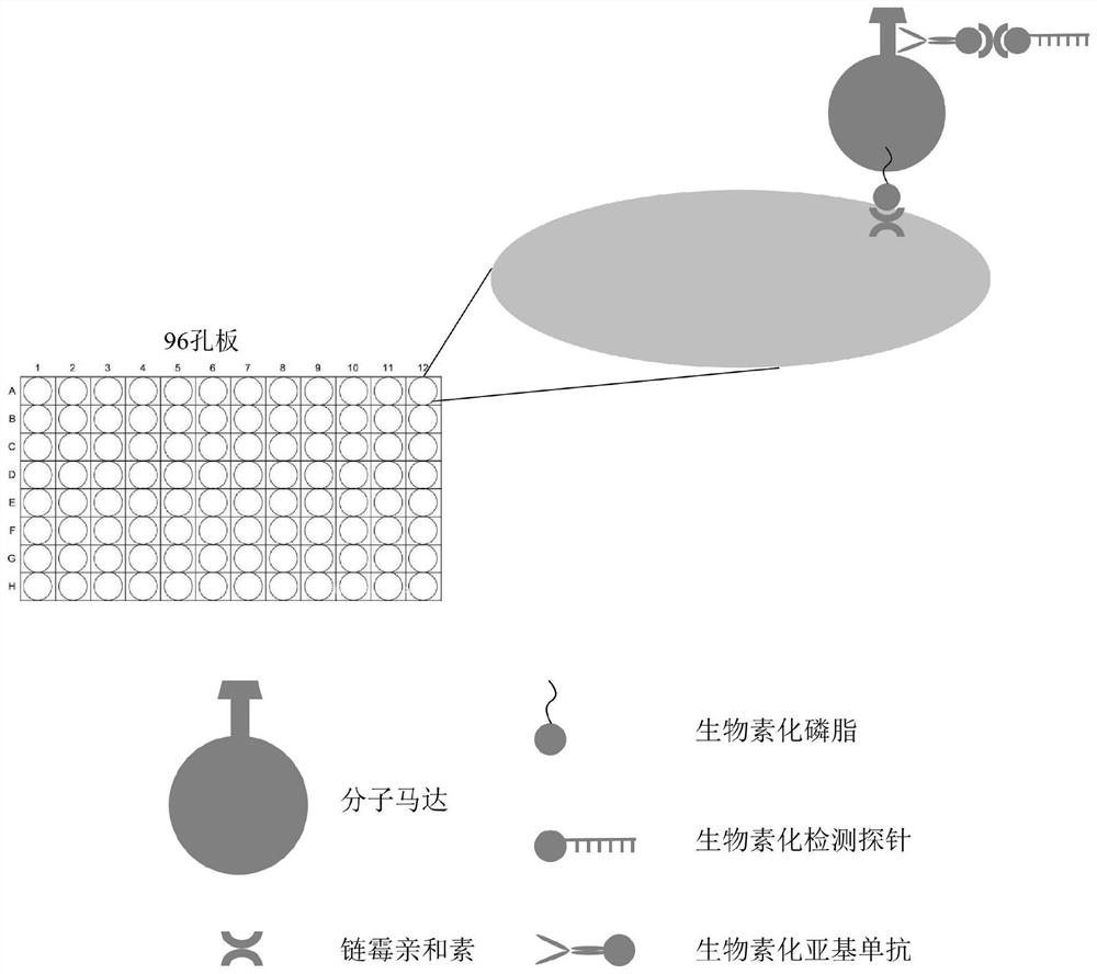 Sensor detection kit based on 96-well plate immobilized molecular motor and method for in-vitro detection of P24 antigen