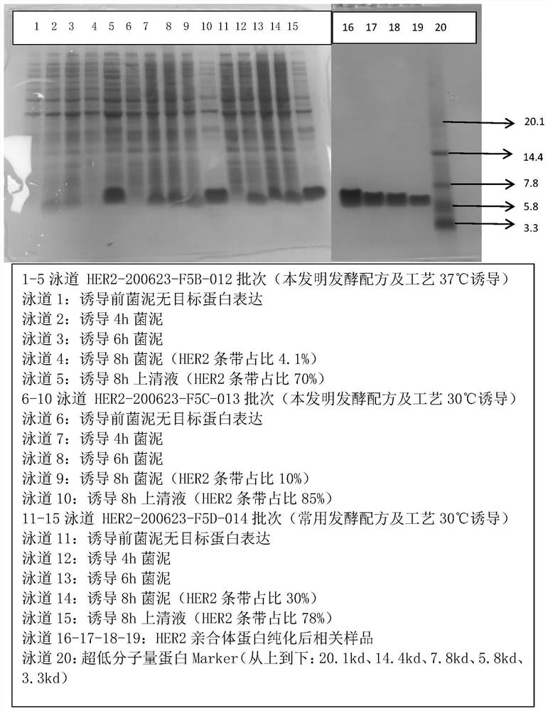 Fermentation medium and fermentation process for promoting secretory expression of HER2 affinity protein