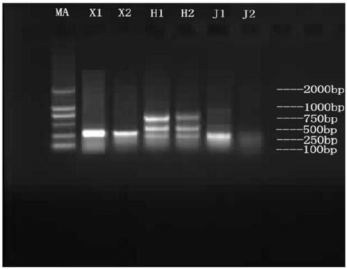 DNA barcode standard detection fragment COII and kit to identify Periplaneta americana and application method of kit