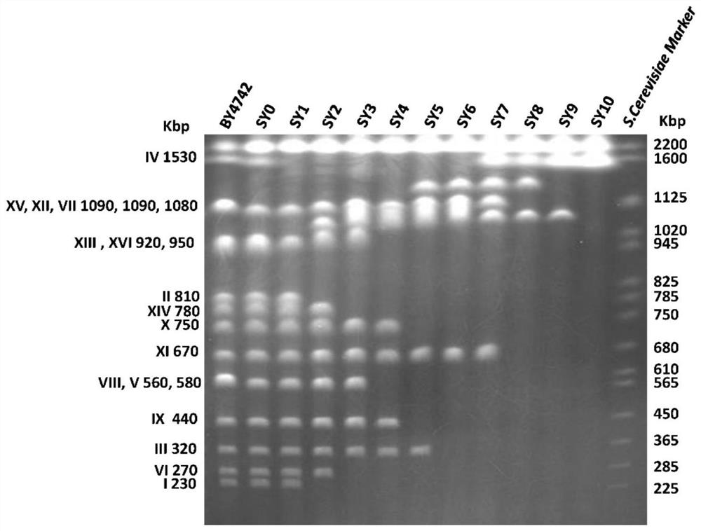 Yeast Engineering Strain Transformed by Chromosomal Fusion