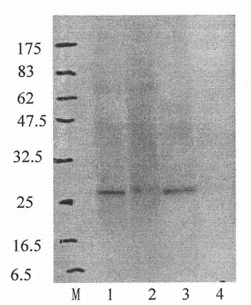 Monoclonal antibody for hand-foot-mouth EV71 virus and application thereof