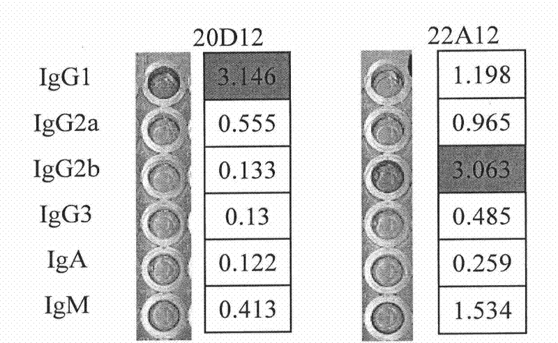 Monoclonal antibody for hand-foot-mouth EV71 virus and application thereof