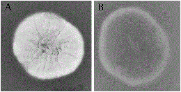 Anti-ultraviolet high-toxicity meterhizium anisopliae mutant strain MaUV-1 and application thereof