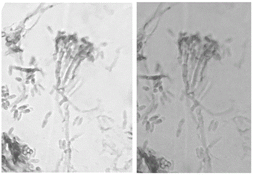 Anti-ultraviolet high-toxicity meterhizium anisopliae mutant strain MaUV-1 and application thereof