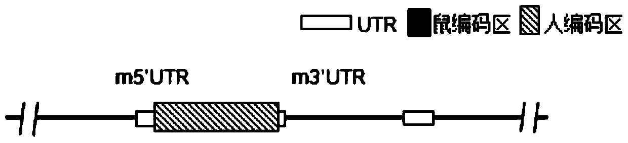 Construction method of humanized cytokine CSF1 gene modified-non-human animal and application