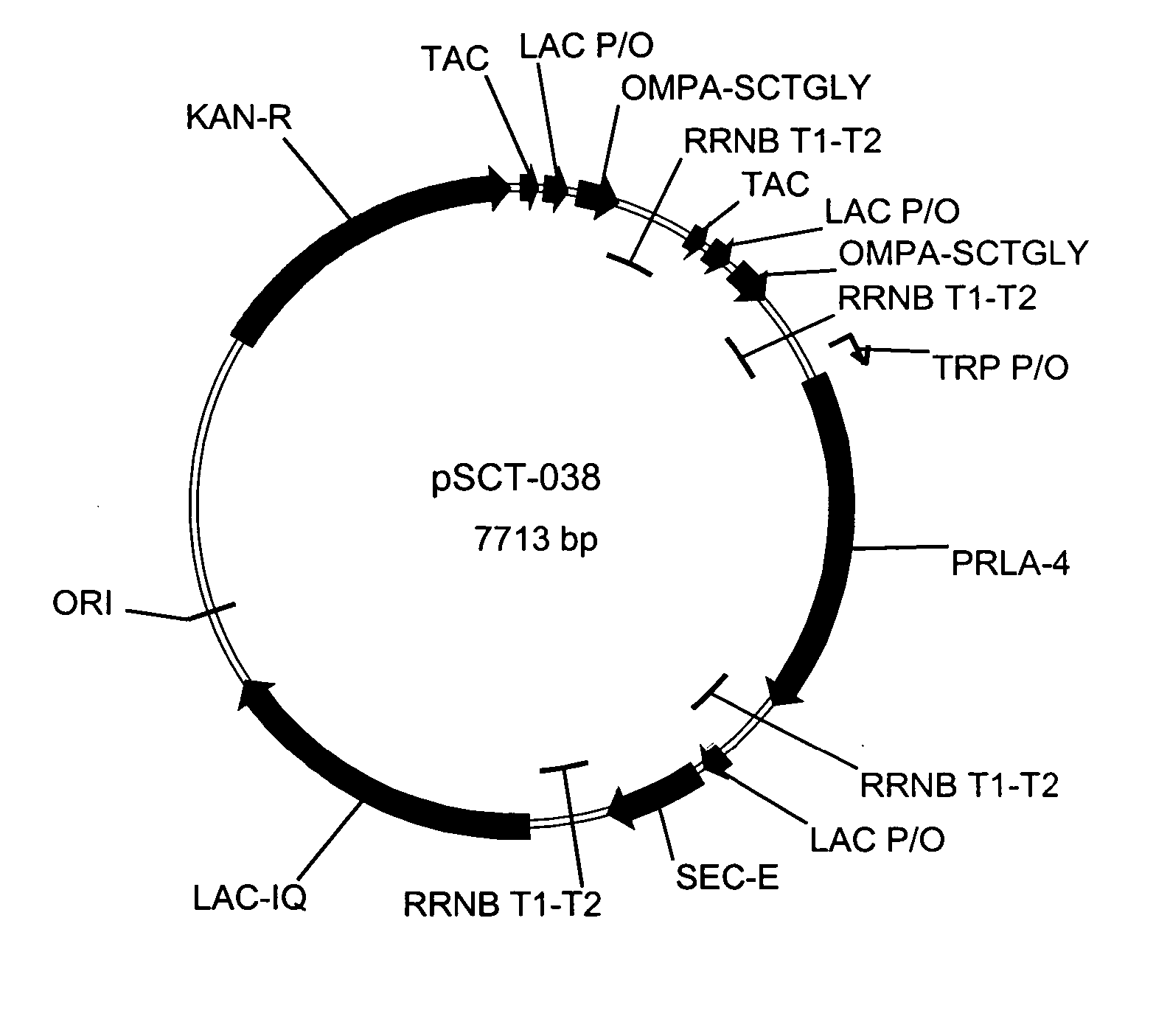 Bacterial host cell for the direct expression of peptides