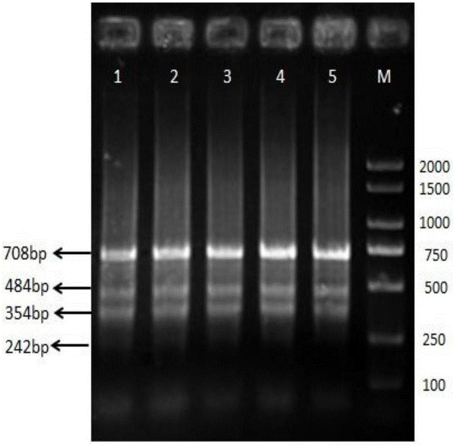 Multiplex-PCR primer and application thereof in cultivation process of turbots