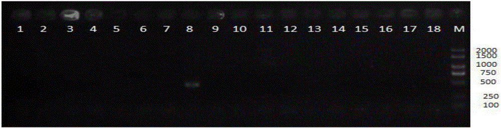 Multiplex-PCR primer and application thereof in cultivation process of turbots