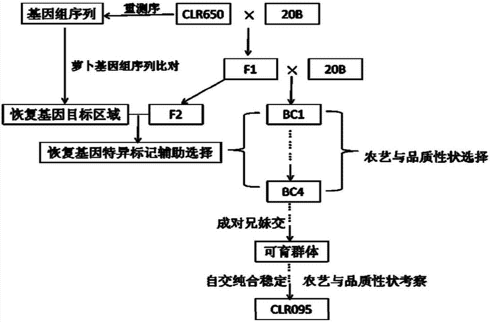 External-source radish fragment specific marker and preparation method and application thereof