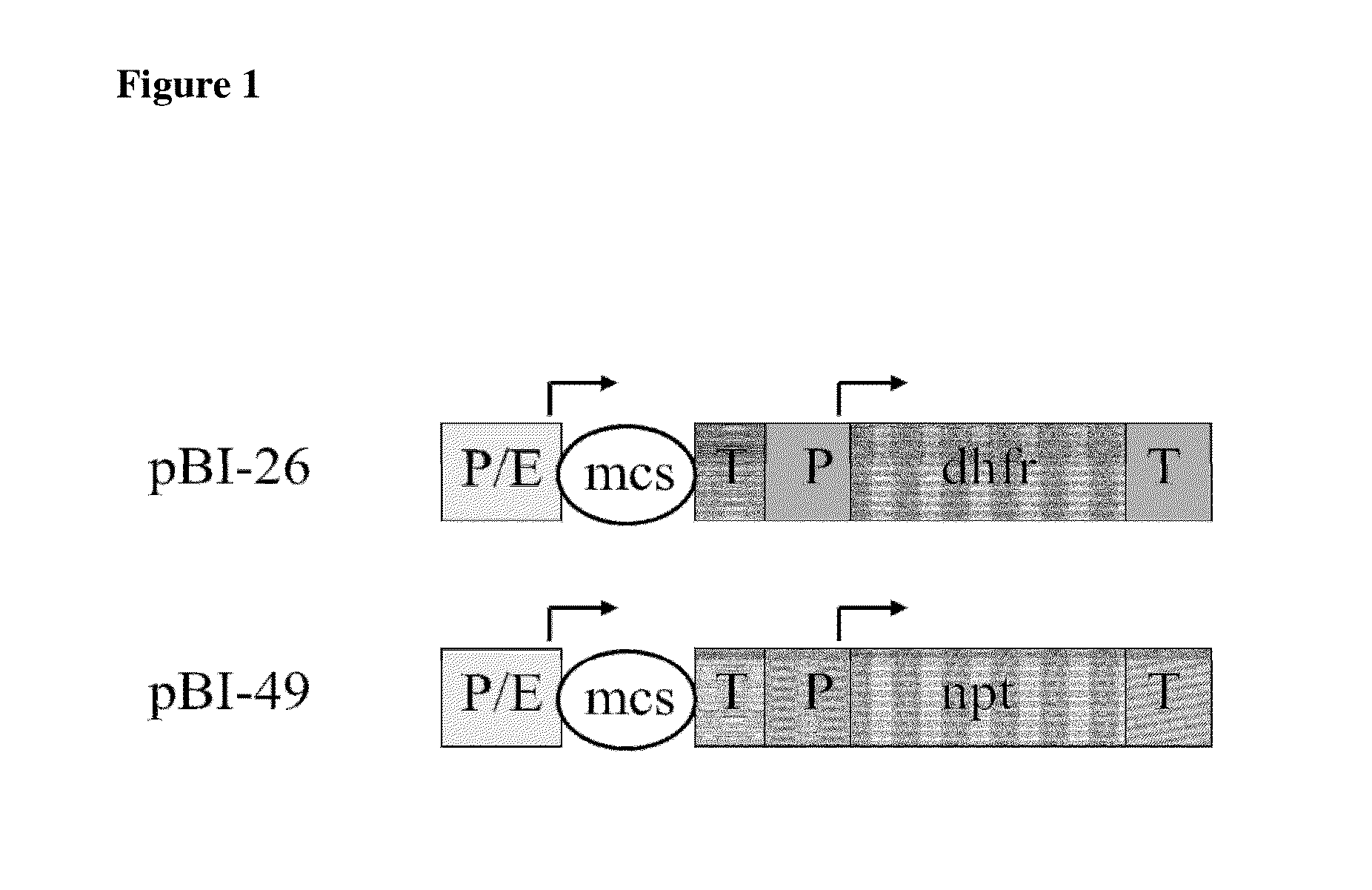 Heterologous intron within an immunoglobulin domain