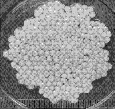 Multi-sensitive soybean protein isolate-sodium alginate compound hydrogel bead, and preparation and application thereof