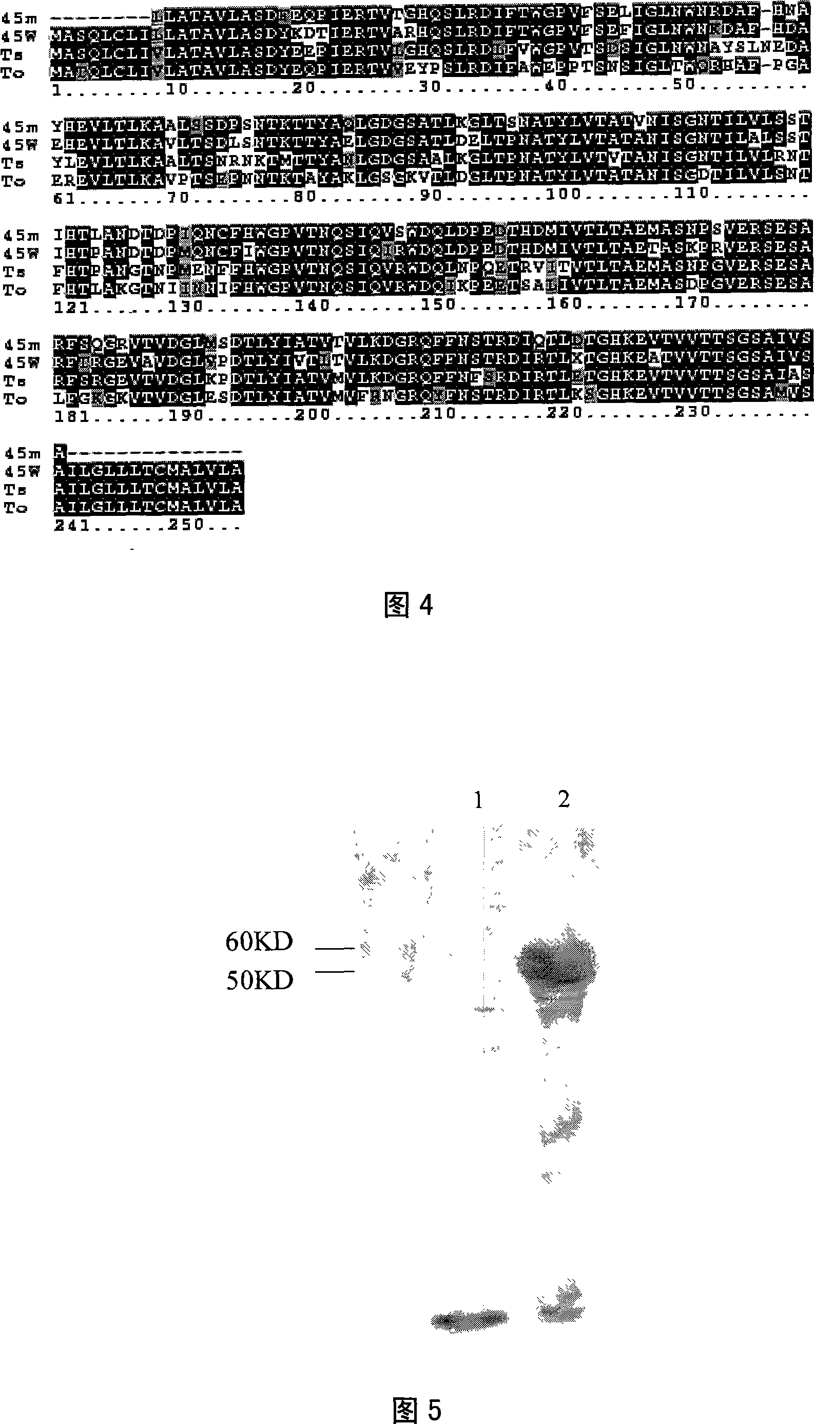 Sheep coenurus skrjabini specific gene and its separation and identification