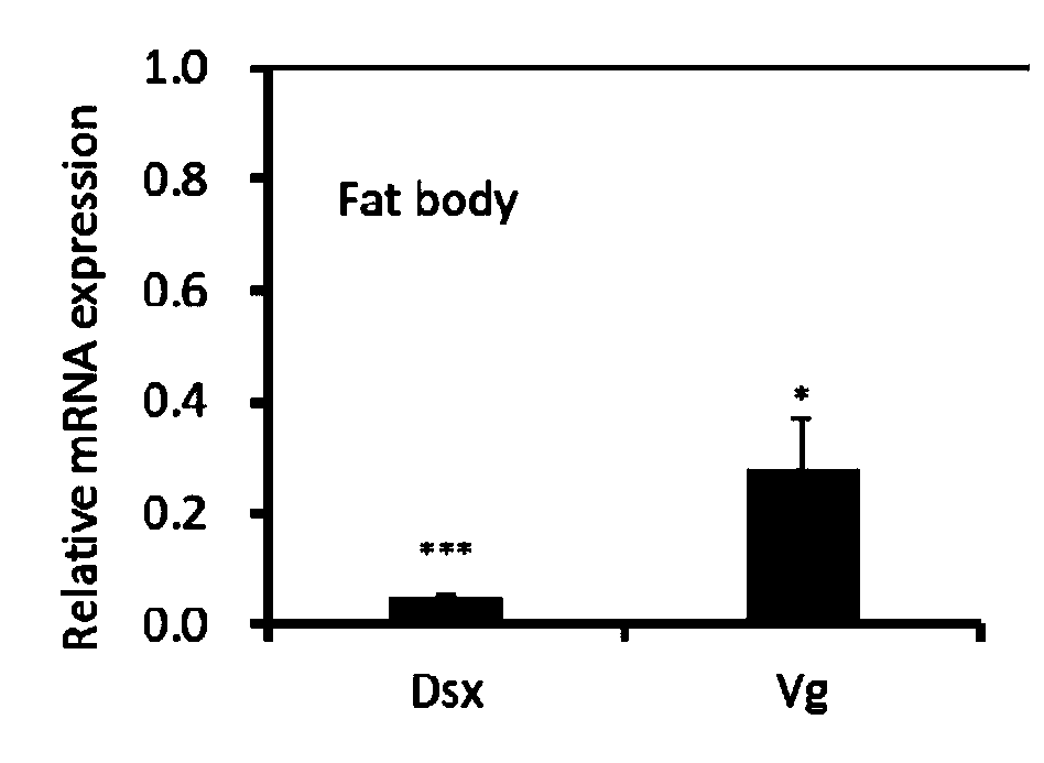 dsRNA designed based on Periplaneta americana Dsx gene, and preparation method, coding gene and application of dsRNA