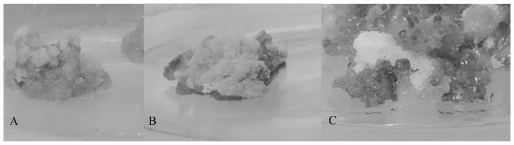 Tissue culture method of potentilla glandulifera