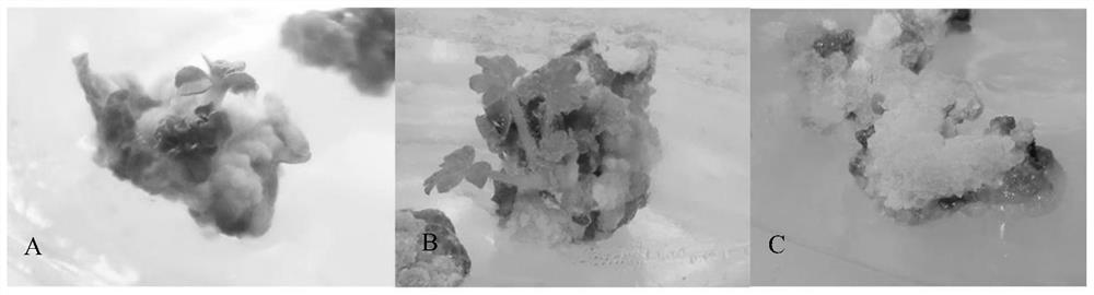 Tissue culture method of potentilla glandulifera