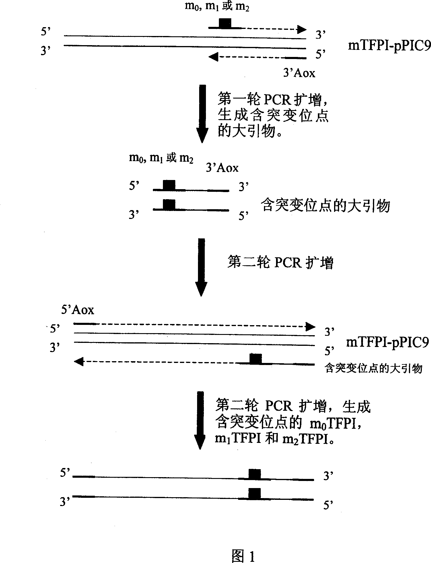 Human tissue factor pathway inhibitory factor mutation gene m2TFPI, recombination carrier and recombination microzyme including the same