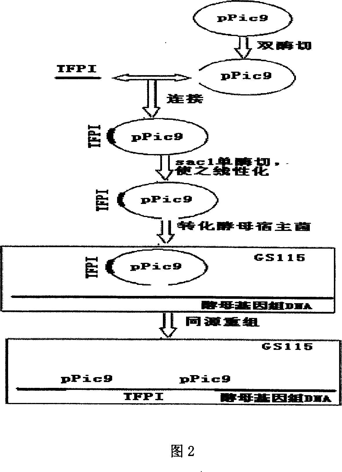 Human tissue factor pathway inhibitory factor mutation gene m2TFPI, recombination carrier and recombination microzyme including the same