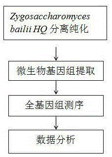 Environmental microorganism zygosaccharomyces bailii