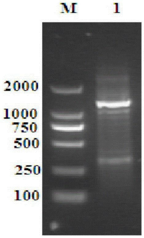 Construction and application of ganoderma laccase pichia pastoris genetic engineering strain