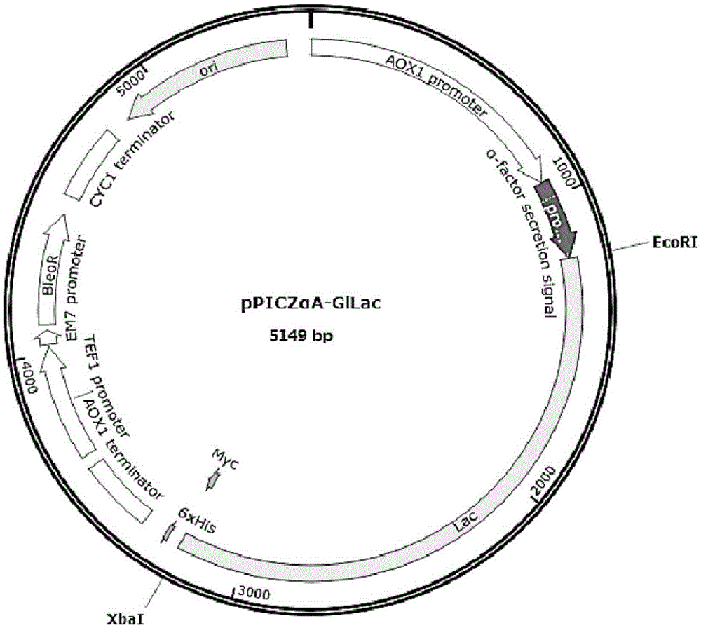 Construction and application of ganoderma laccase pichia pastoris genetic engineering strain