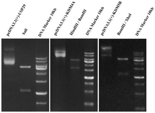 Method for improving development efficiency of pig cloned embryos