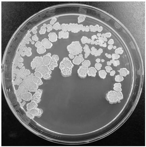 Broad-spectrum antibacterial Bacillus amyloliquefaciens strain and application thereof