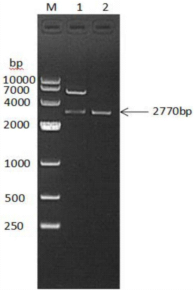 Fusion protein with porcine albumin, porcine interferons gamma and porcine interleukins 2 and method for preparing fusion protein