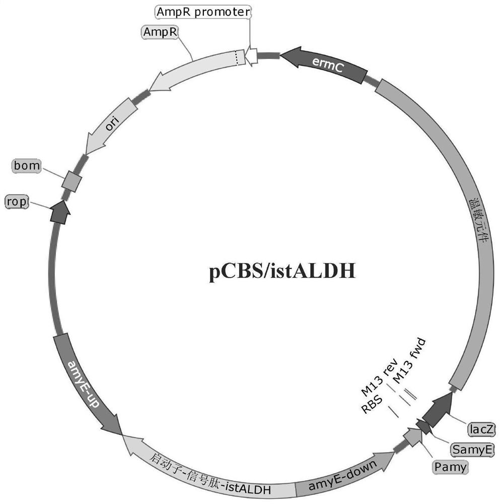 A method for constructing an integrated high-efficiency expression of acetaldehyde dehydrogenase Bacillus subtilis