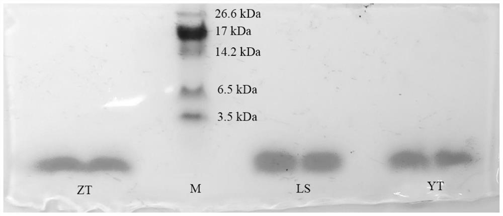 A kind of tea polypeptide with ACE inhibitory activity and its application