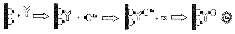 Human immunodeficiency virus (HIV) antibody time resolved fluoroimmunoassay method and kit