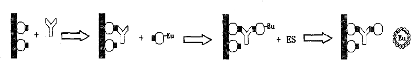 Human immunodeficiency virus (HIV) antibody time resolved fluoroimmunoassay method and kit