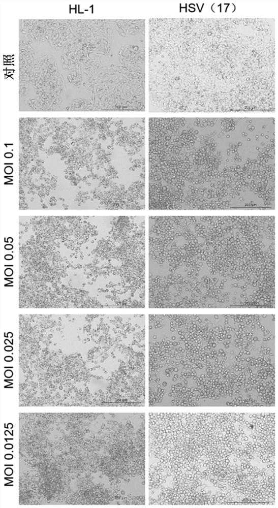 Non-reproductive recombinant herpes virus and use thereof