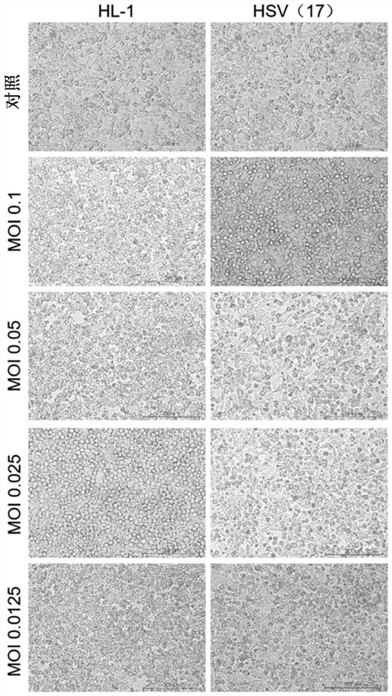 Non-reproductive recombinant herpes virus and use thereof