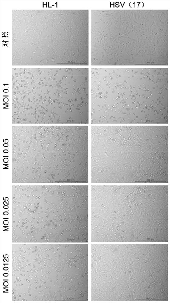 Non-reproductive recombinant herpes virus and use thereof