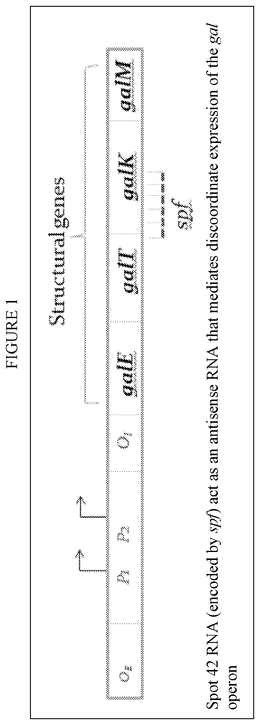 Galactose utilization