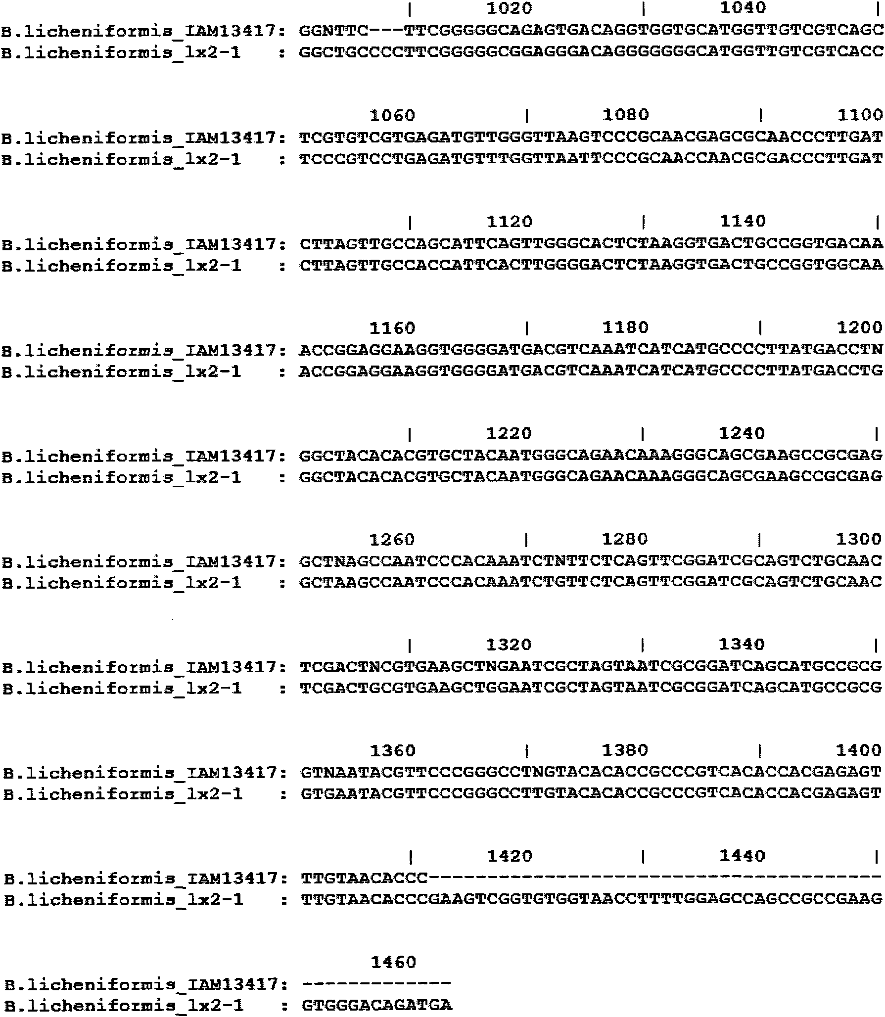 Bacillus licheniformis bacterial strain and application thereof