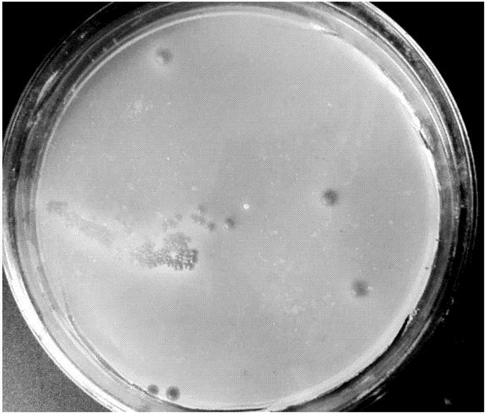 Glyphosate degrading bacterium and application of glyphosate degrading bacterium to compound pollution treatment of heavy metal-glyphosate