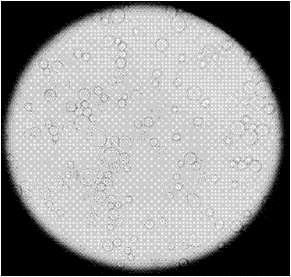 Glyphosate degrading bacterium and application of glyphosate degrading bacterium to compound pollution treatment of heavy metal-glyphosate