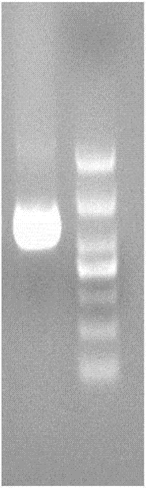 Glyphosate degrading bacterium and application of glyphosate degrading bacterium to compound pollution treatment of heavy metal-glyphosate