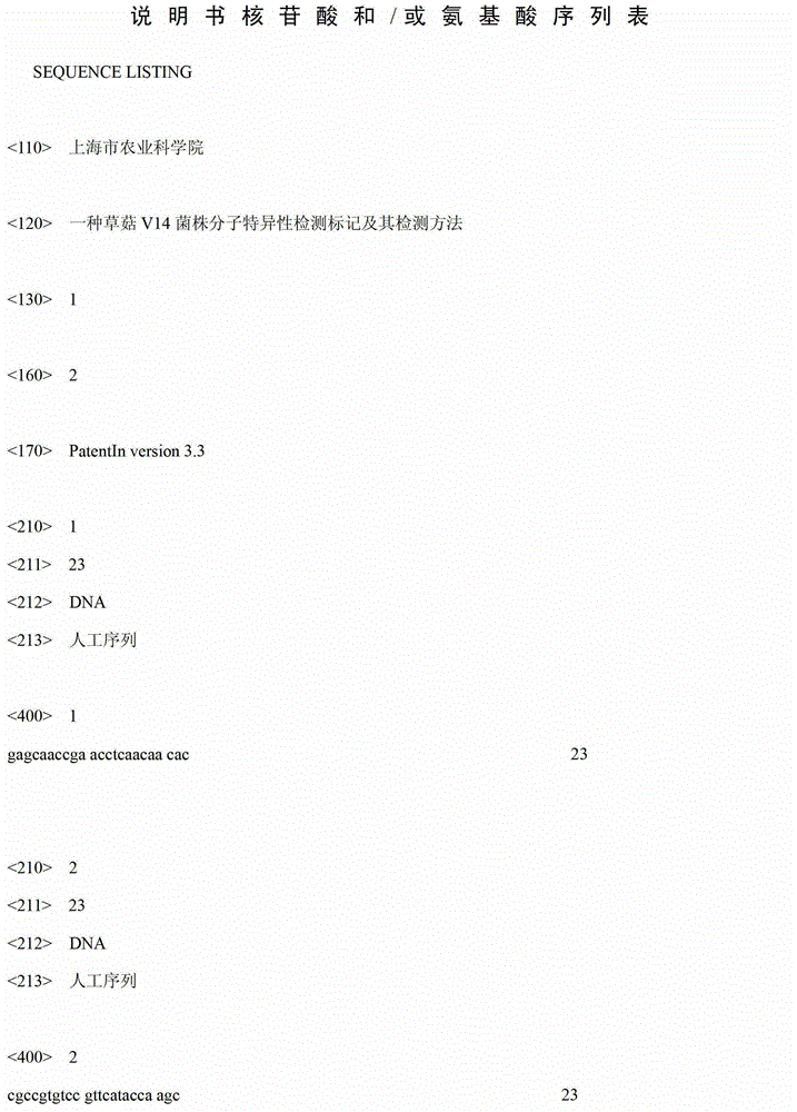 Volvaria volvacea V14 strain molecular specific detection markers and detection method