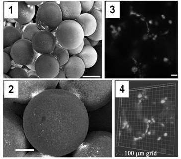 Poly(lactic-co-glycolic acid)-based growth factor gradient release microsphere stent as well as preparation method and application thereof