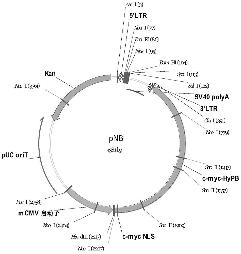 A transposase that efficiently mediates the integration of foreign genes and its use