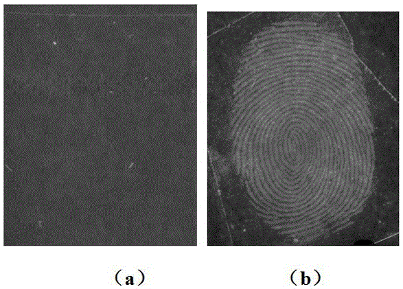 Application of polyphenylene vinylene (PPV) conjugated polymer luminescent nanometer material in latent fingerprint development