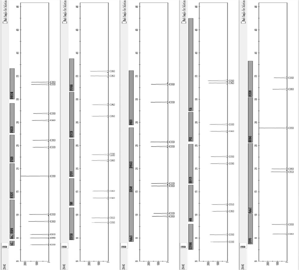 Specific amplification primer set for simultaneously amplifying 25 human str loci, fluorescent label amplification kit, application and method