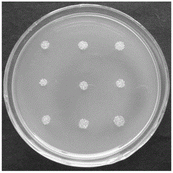 Preparation method of rice germ inhibitor coming from xylose