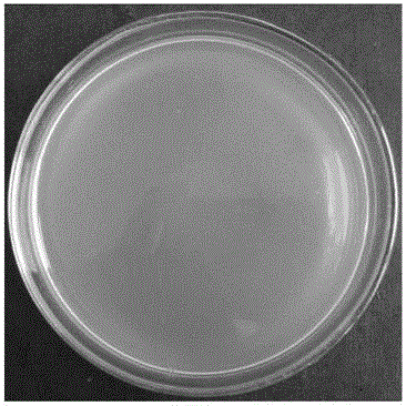 Preparation method of rice germ inhibitor coming from xylose