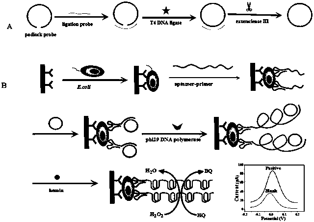 A biosensor for detecting Escherichia coli and its preparation method