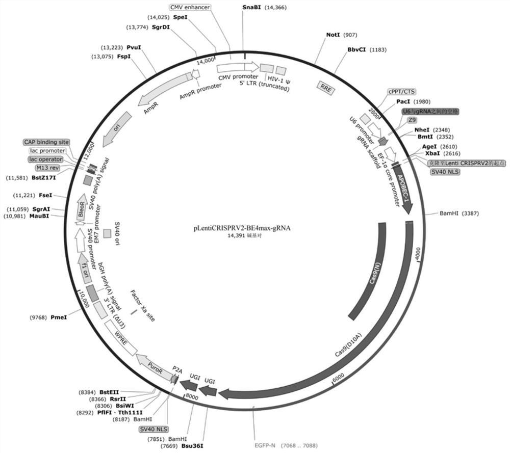 Application of non-conformable lentiviral vector system in gene editor delivery