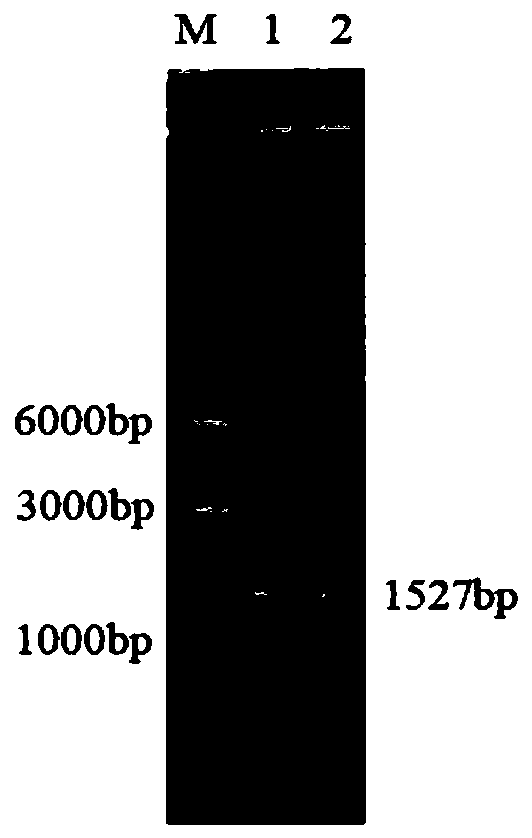 Novel phospholipase D and method for preparing functional phospholipids by using same